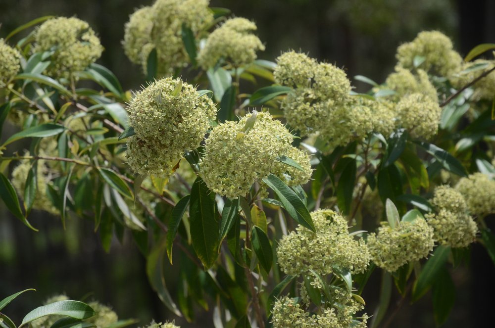 Ziggy's Wild Foods Wild Kelp Seaweed & Native Pepper Vinegar 270mL, Naturally Fermented & Wild Harvested