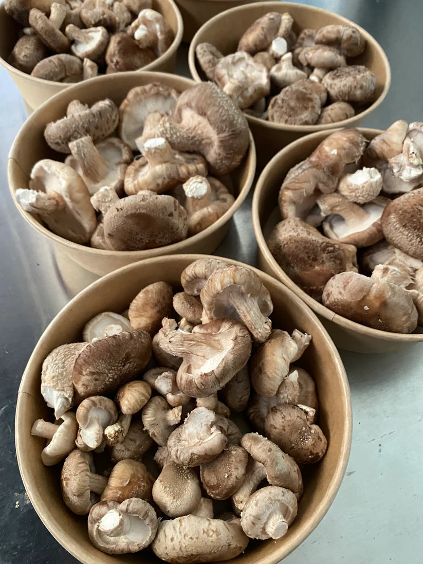 Mycro Zero-Alcohol Organic Shiitake Mushroom Extract 30mL, For Heart Health Skin & Vitality