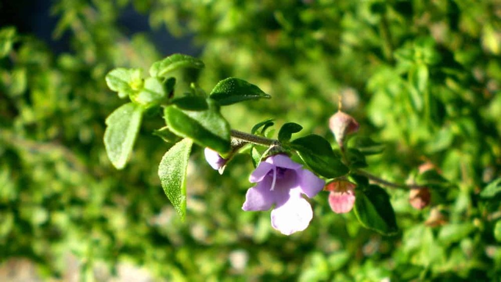 Ziggy's Wild Foods Wild Stinging Nettle & Native Green Finger Lime Fermented Hot Sauce 200mL, Juicy Refreshing & Delicious