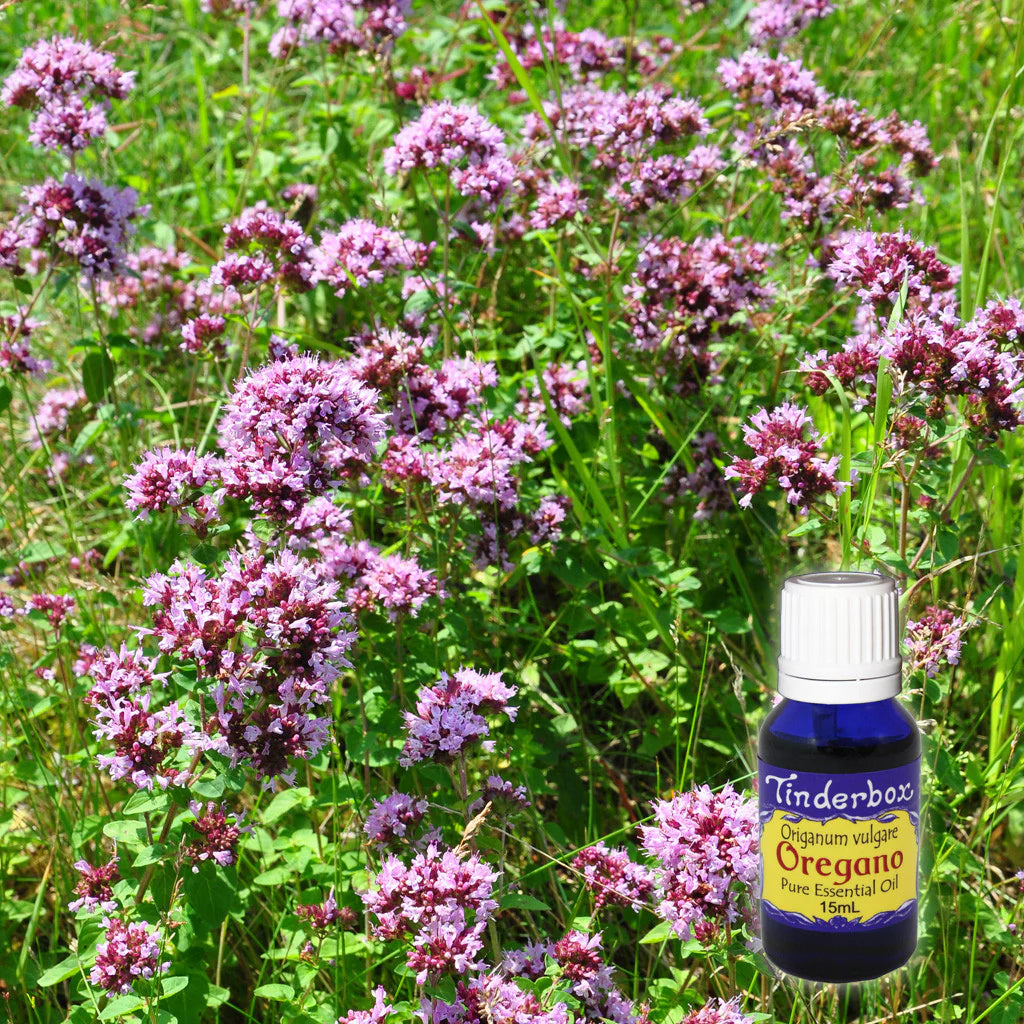 Tinderbox Oregano Essential Oil 15mL, Warming & Comforting