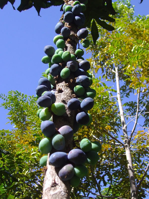 Ziggy's Wild Foods Salted Native Davidson Plum Vinegar 270mL, Naturally Fermented & Wild Harvested