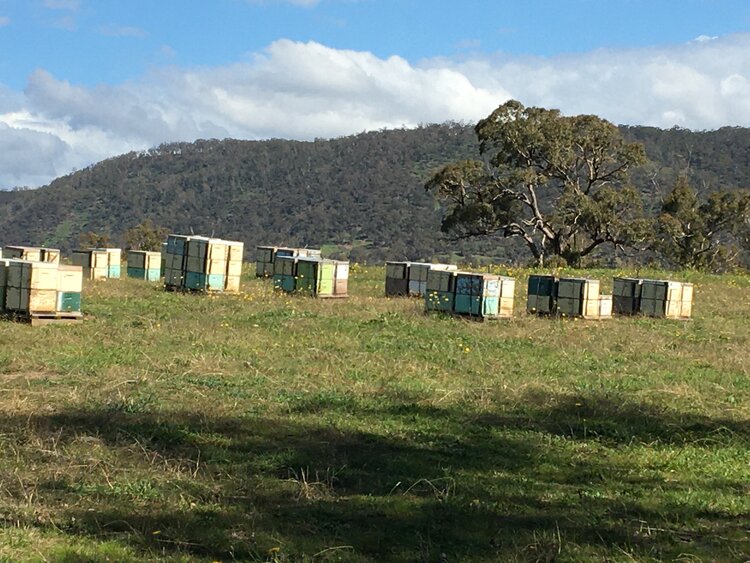 Bee Tempted Raw Mountain Honey 500g, Stringy Bark