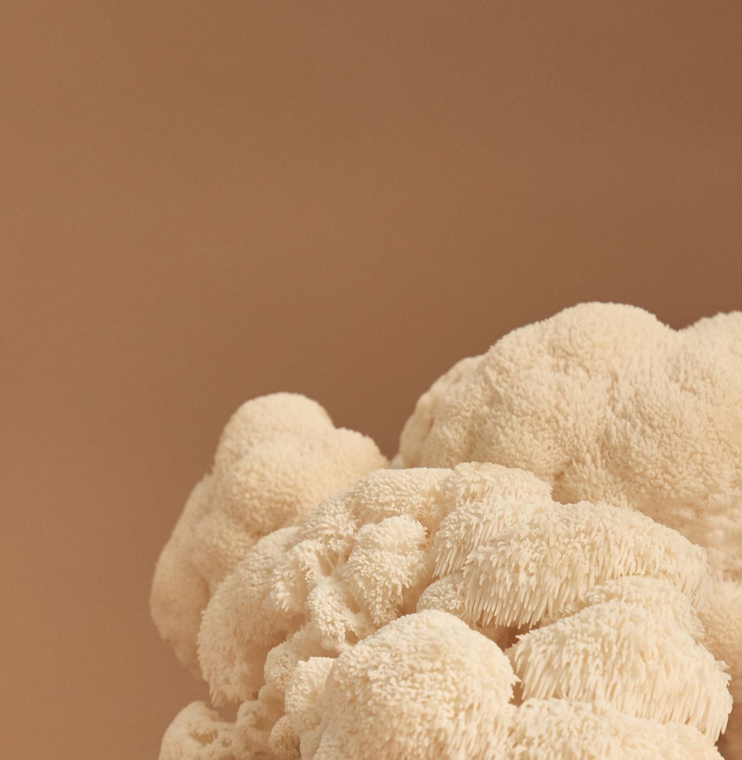 SuperFeast Medicinal Mushrooms 100g Or 250g, Lion's Mane For Brain & Gut Protection