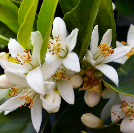 Springfields Neroli Botanical Overnight Mask 100mL, For Fresh & Luminous Skin