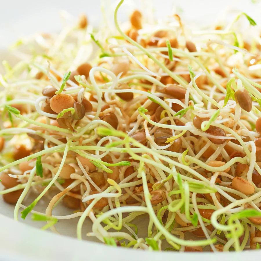 Untamed Health Earth-Friendly Sprouting Seeds 100g, Lentil Seeds