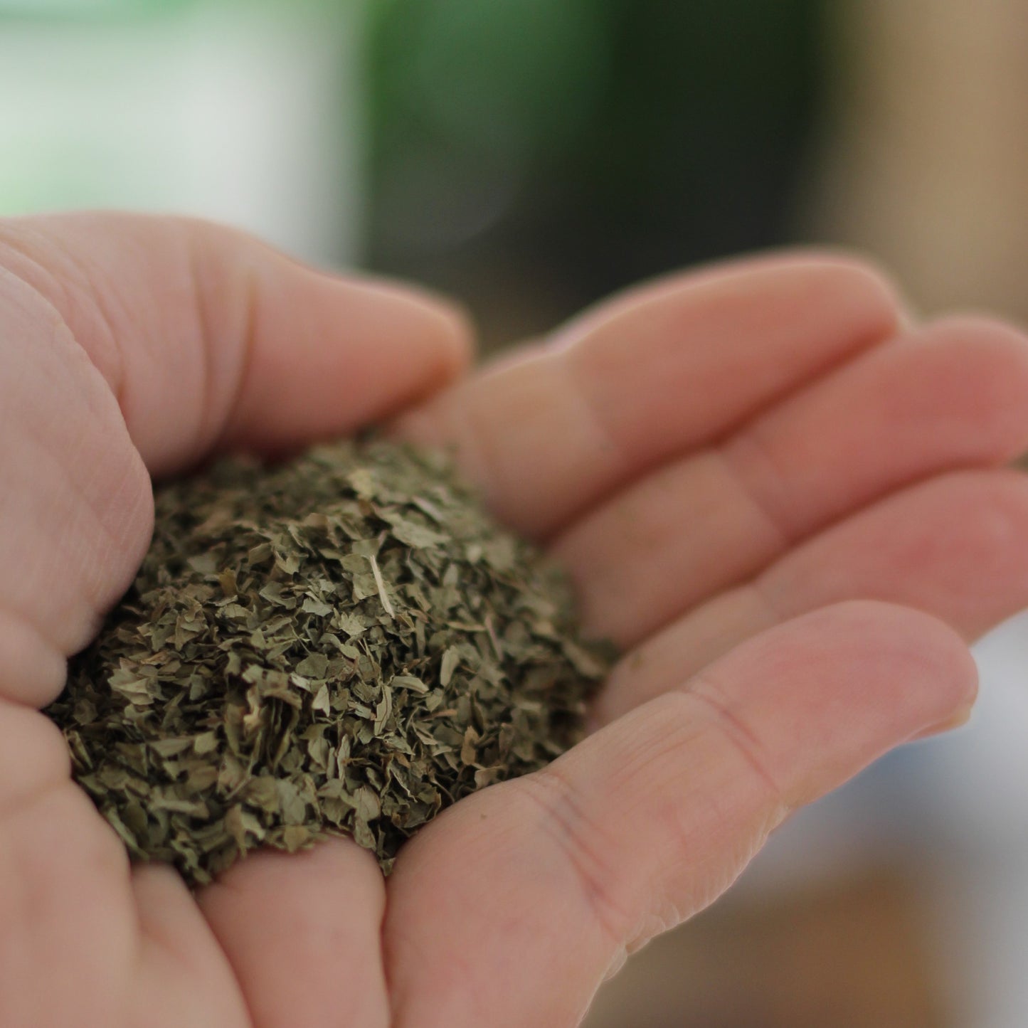 Gourmet Organic Coriander Leaf 5g, Certified Organic