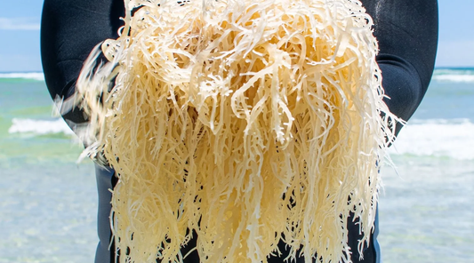 Is a Spoonful of Sea Moss the Key to Good Health?