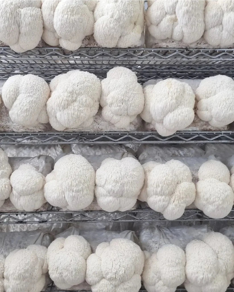 Mycro Zero-Alcohol Organic Lion's Mane Mushroom Extract 30mL, For Brain Health Mood & Clarity