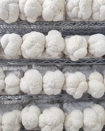 Mycro Zero-Alcohol Organic Lion's Mane Mushroom Extract 30mL, For Brain Health Mood & Clarity