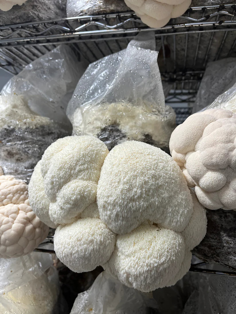 Mycro Hero Organic Lion's Mane Mushroom Extract 30mL Or 100mL, For Brain Health Mood & Clarity