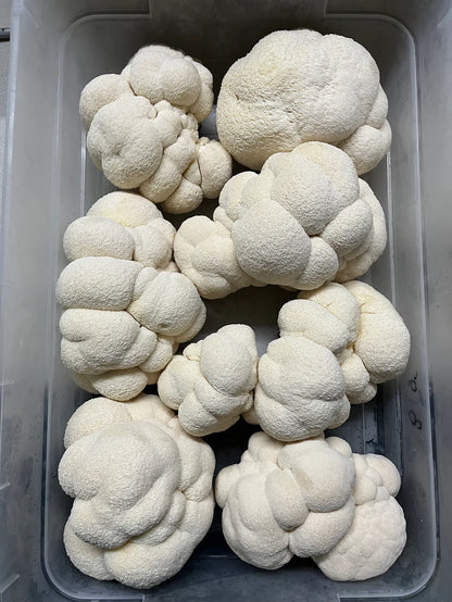 Mycro Hero Organic Lion's Mane Mushroom Extract 30mL Or 100mL, For Brain Health Mood & Clarity