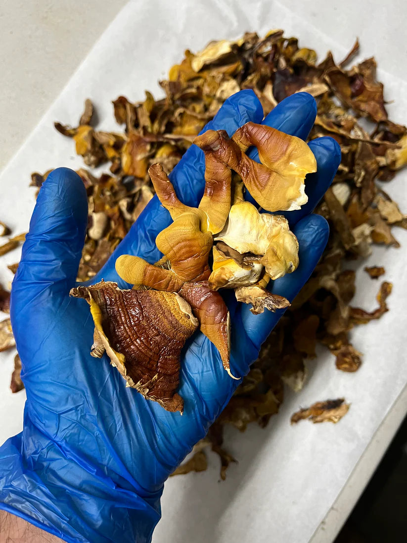 Mycro Hero Organic Reishi Mushroom Extract 30mL, For Immunity Sleep & Calm