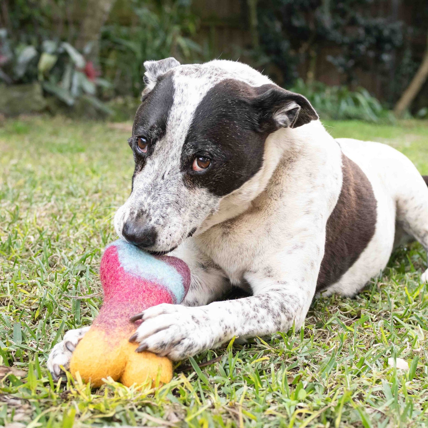 Eco Max Chew & Play Large Wool Toy, Please Select Your Pattern