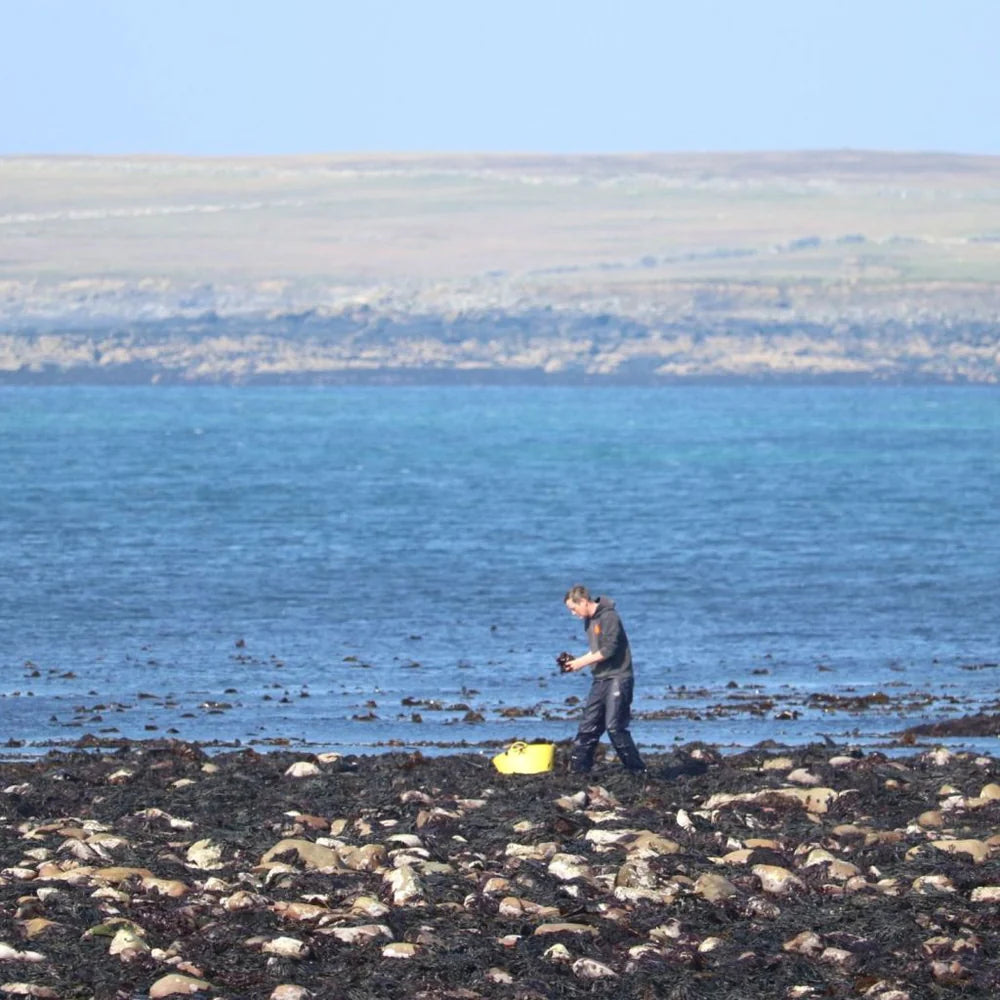 Power Super Foods Certified Organic Atlantic Dulse Flakes 40g Or 150g, Wild Hand Harvested