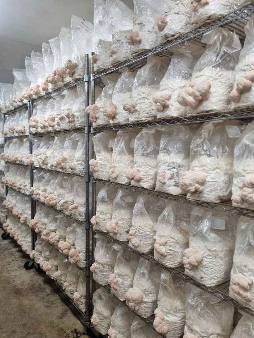 Mycro Zero-Alcohol Organic Lion's Mane Mushroom Extract 30mL, For Brain Health Mood & Clarity