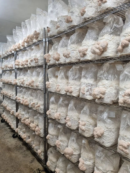 Mycro Zero-Alcohol Organic Lion's Mane Mushroom Extract 30mL, For Brain Health Mood & Clarity