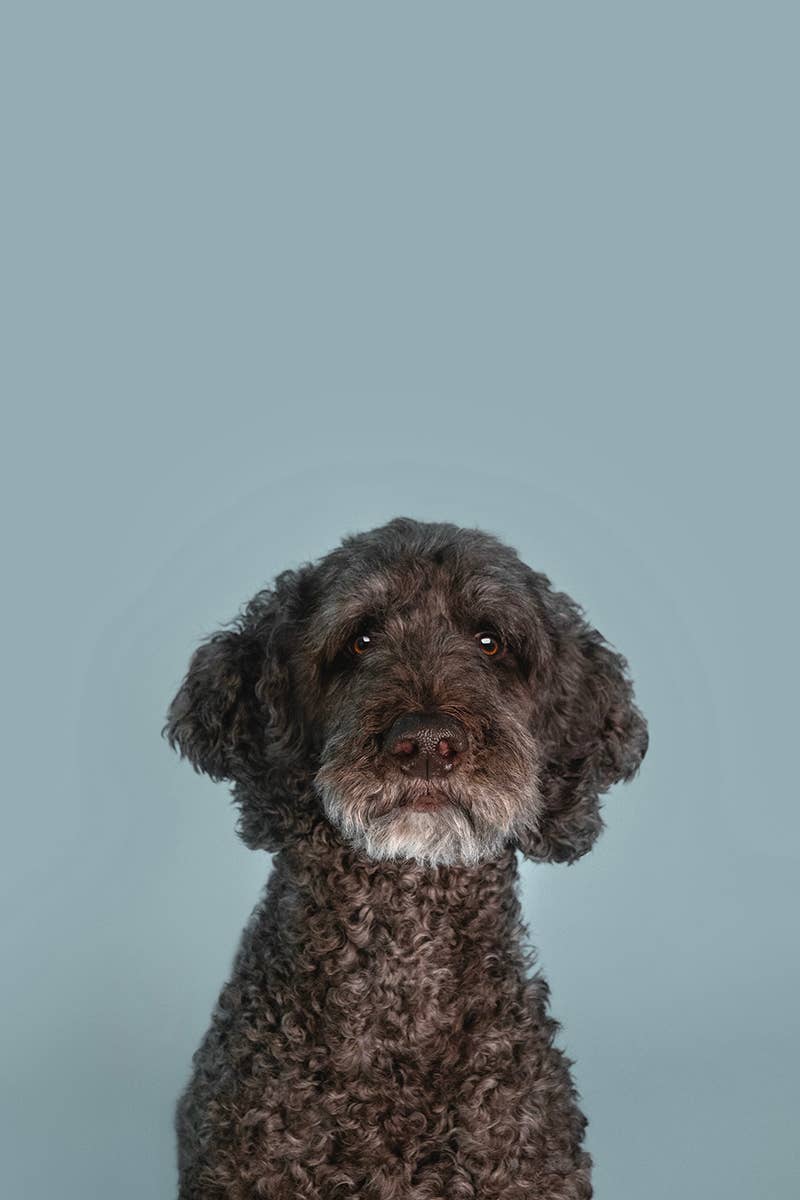 PATCH Pet Eco First-Aid Kit for Pets, For Life's Little Accidents