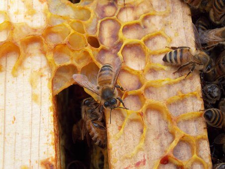Bee Tempted Raw Mountain Honey 500g, Iron Bark