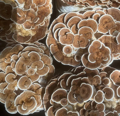 Mycro Zero-Alcohol Organic Turkey Tail Mushroom Extract 30mL, For Gut Health Immunity & Antioxidants