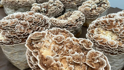 Mycro Zero-Alcohol Organic Turkey Tail Mushroom Extract 30mL, For Gut Health Immunity & Antioxidants