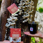 Teeccino Mushroom Herbal Tea 10 Tea Bags, Turkey Tail Astragalus Flavour Caffeine-Free
