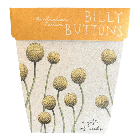 Sow 'N Sow A Gift of Seeds Card, Billy Buttons
