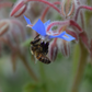 Life Cykel Grow Kit, Bee Pollination