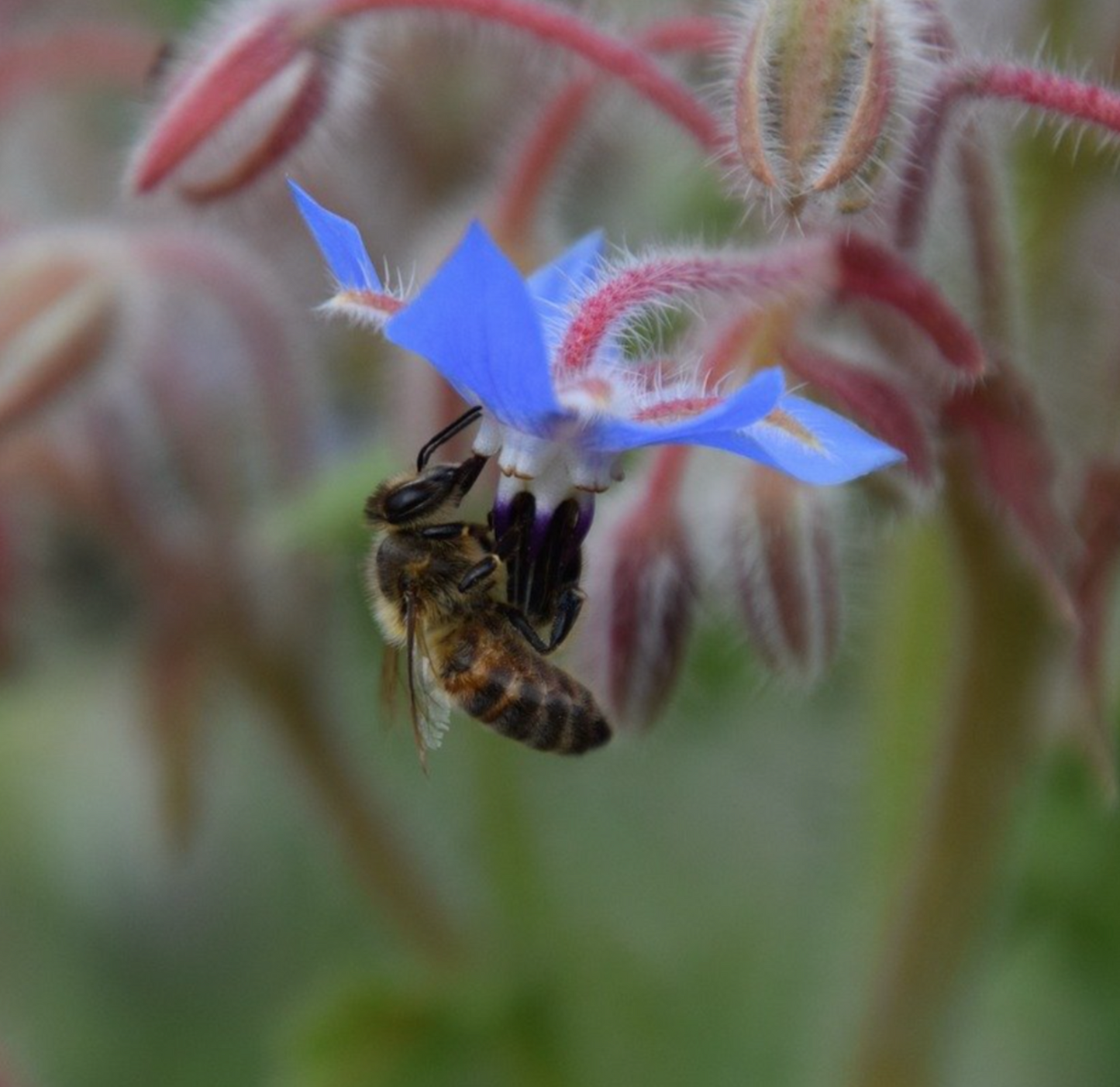 Life Cykel Grow Kit, Bee Pollination