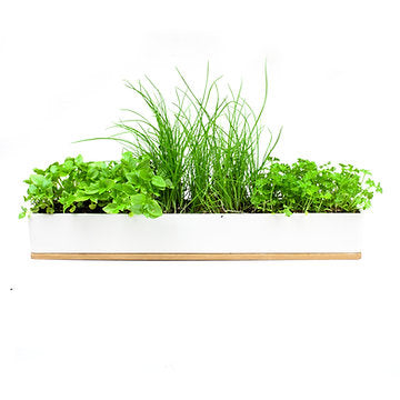 Urban Greens Windowsill Grow Kit, Microherbs - 45x8x6cm