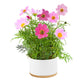 Urban Greens Grow Pot Of Flowers Kit, Dwarf Cosmos - 14x14x8.5cm