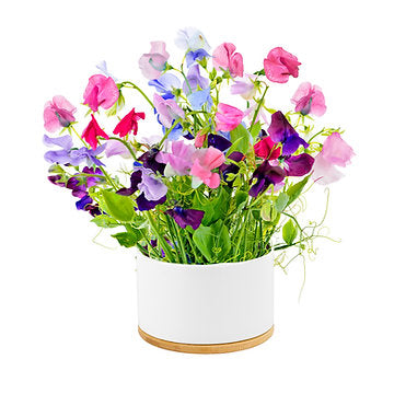 Urban Greens Grow Pot Of Flowers Kit, Fragrant Sweet Pea - 14x14x8.5cm